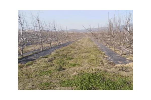 蘇翠1號(hào)梨引種表現(xiàn)及高效栽培技術(shù)